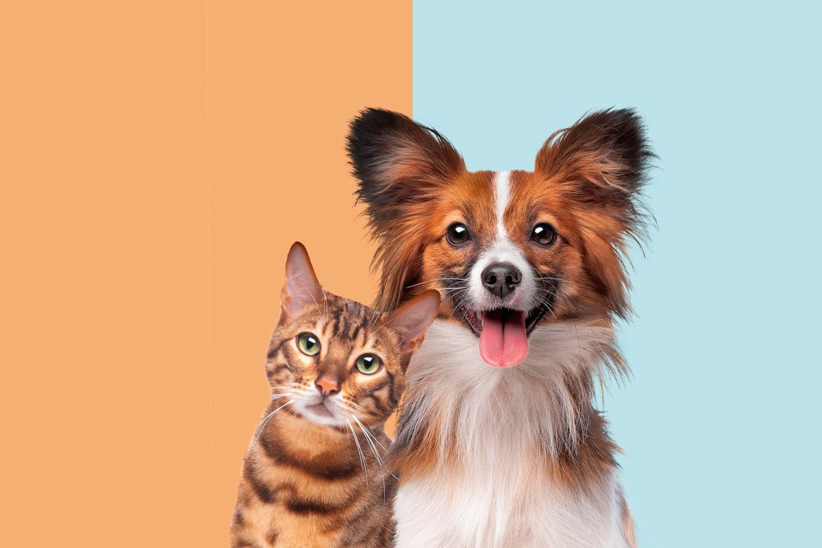 ZESTAW CAT & DOG FLUO